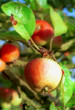 pomme pomme