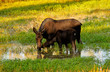 moose and calf