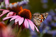 butterfly on flower