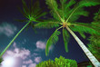 palm trees at night