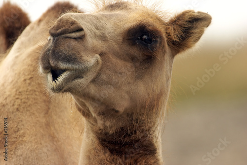 Foto: camel looking eye to eye with you camel looking eye to eye with you
