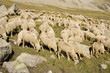 moutons