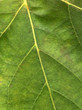 feuille de platane