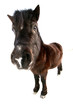danish horses