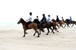 danish horses on the beach