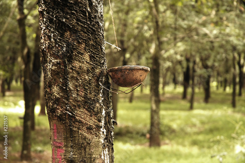 rubber tree plantation in vietnam