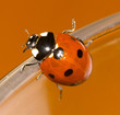 coccinelle sur fond orange