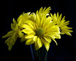 daisies in vase