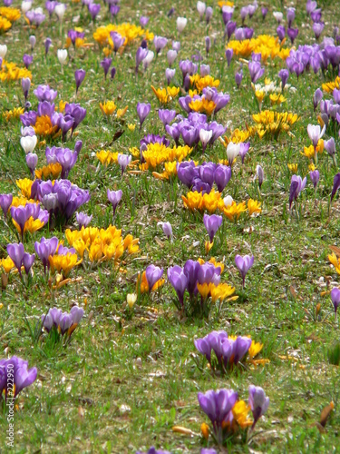 Foto: frühling frühling