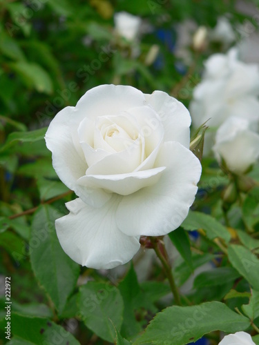 Foto: rose rose
