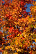 fall leaves 1