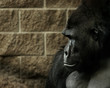 Details der Fotografie Tier - Gorilla (Gorilla gorilla gorilla)