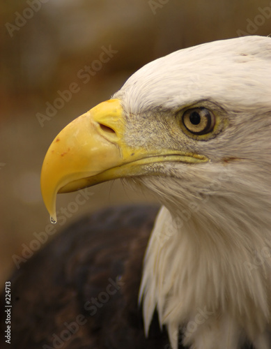 bird - bald eagle (haliaeetus leucocephalus) bird - bald eagle (haliaeetus leucocephalus)