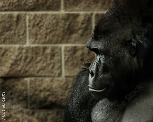 animal - gorilla (gorilla gorilla gorilla)