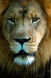 animal - african lion (panthera leo krugeri) animal - african lion (panthera leo krugeri)