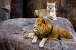 Photo: animal - african lion (panthera leo krugeri) animal - african lion (panthera leo krugeri)