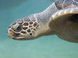 animal - loggerhead sea turtle (caretta caretta) animal - loggerhead sea turtle (caretta caretta)