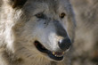 animal - timber wolf (canis lupus) animal - timber wolf (canis lupus)