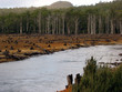 forest destruction