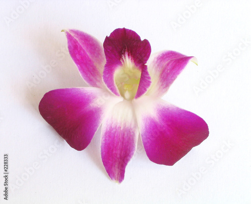 orchid (isolated) orchid (isolated)