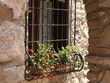 flowers in the window