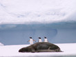 manchots papous et phoque