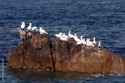 fous de bassan  7 iles