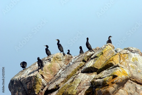 cormorans  7 iles
