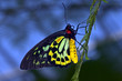 birdwing