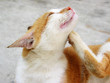 scratchy cat scratchy cat