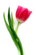 tulip