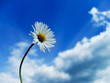 daisy blue