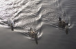 three wakes