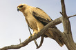 tawney eagle