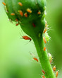 aphids