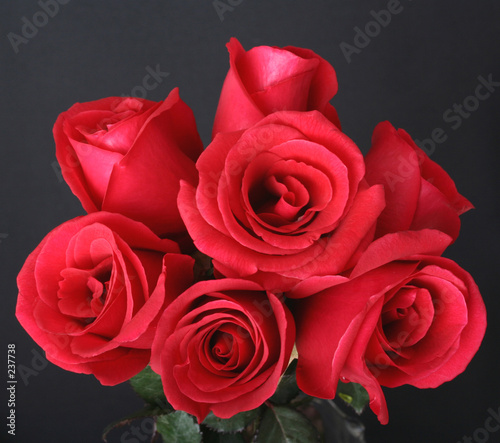 red roses