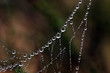 web of reflection
