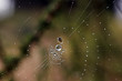 spider in web