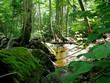 lush forest