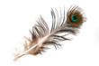 plume de paon