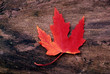 red autumn leaf red autumn leaf