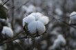 cotton boll