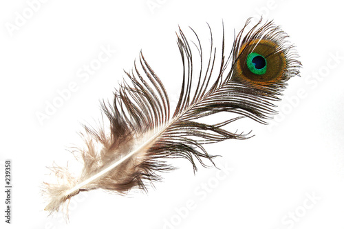 plume de paon plume de paon