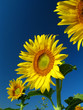 sunflowers