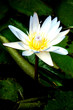lotus (pamplemousse, ile maurice) lotus (pamplemousse, ile maurice)
