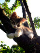 le chat sasha (ne sachant pas chasser..)