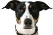 portrait de jack russel portrait de jack russel