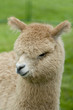 baby alpaca baby alpaca
