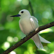 sterne des seychelles