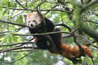 kleiner panda